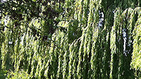 Riverside willows