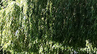 Riverside willows
