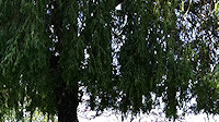 Riverside willows