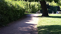 Riverside willows