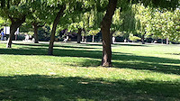 Riverside willows