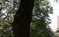 The RST viewed from the Rec